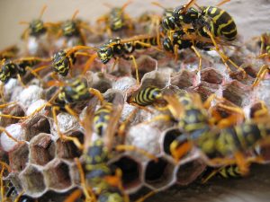 wasp nest