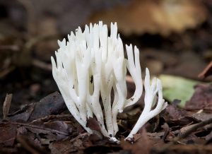 fungus