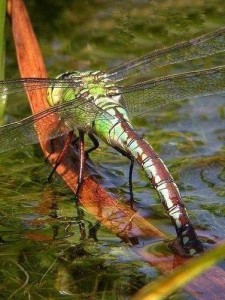 dragonfly