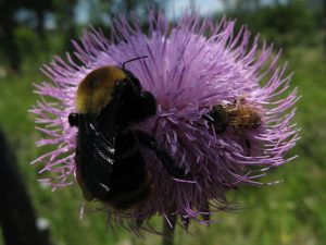 bee swarm