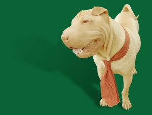 sharpei