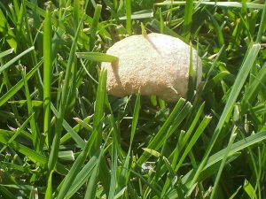 There's nothing magical about fake monster mushroom pic