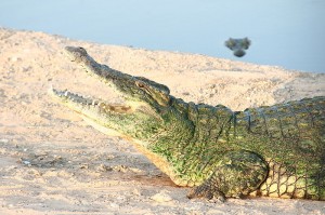 crocodile