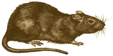 rat