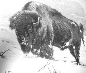 Bison