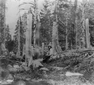 Stumps of trees cut by the Donner Party in Summit Valley, Placer County