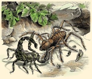 Giant Scorpion and Giant Camel Spider, Fight!