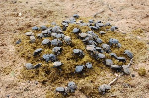dung beetle feast