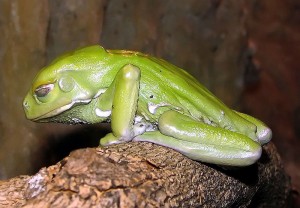 Waxy tree frog