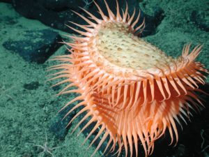 Venus flytrap anemone on slope of the Davidson Seamount