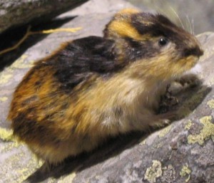 Lemming on rock