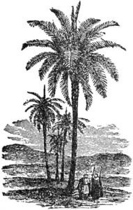 Date Palm