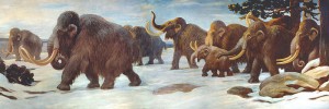 Wooly mammoths near the Somme River, AMNH mural; Charles R. Knight