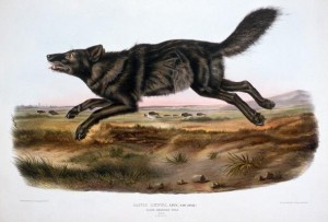 An illustration of a black wolf from The Viviparous Quadrupeds of North America by John James Audubon and John Bachman, originally published in three volumes (1845-1848)