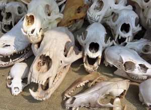 animal-skulls