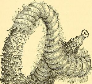 Your Whispering Homunculus: The Undiscovered Bestiary—Purple Worms, Part One
